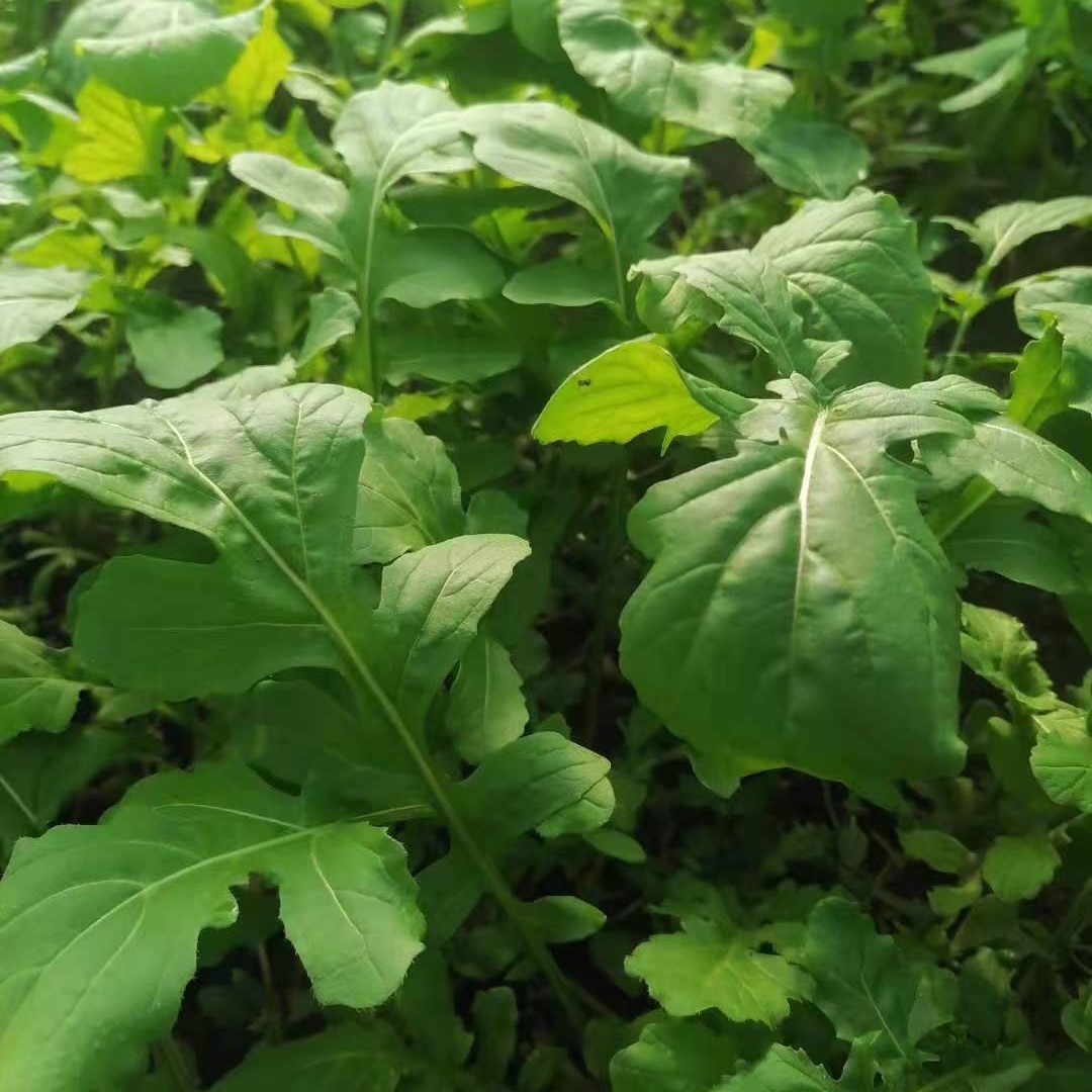 东北小臭菜叶1斤/  1.5斤顺丰空运，吉林省松原市发货