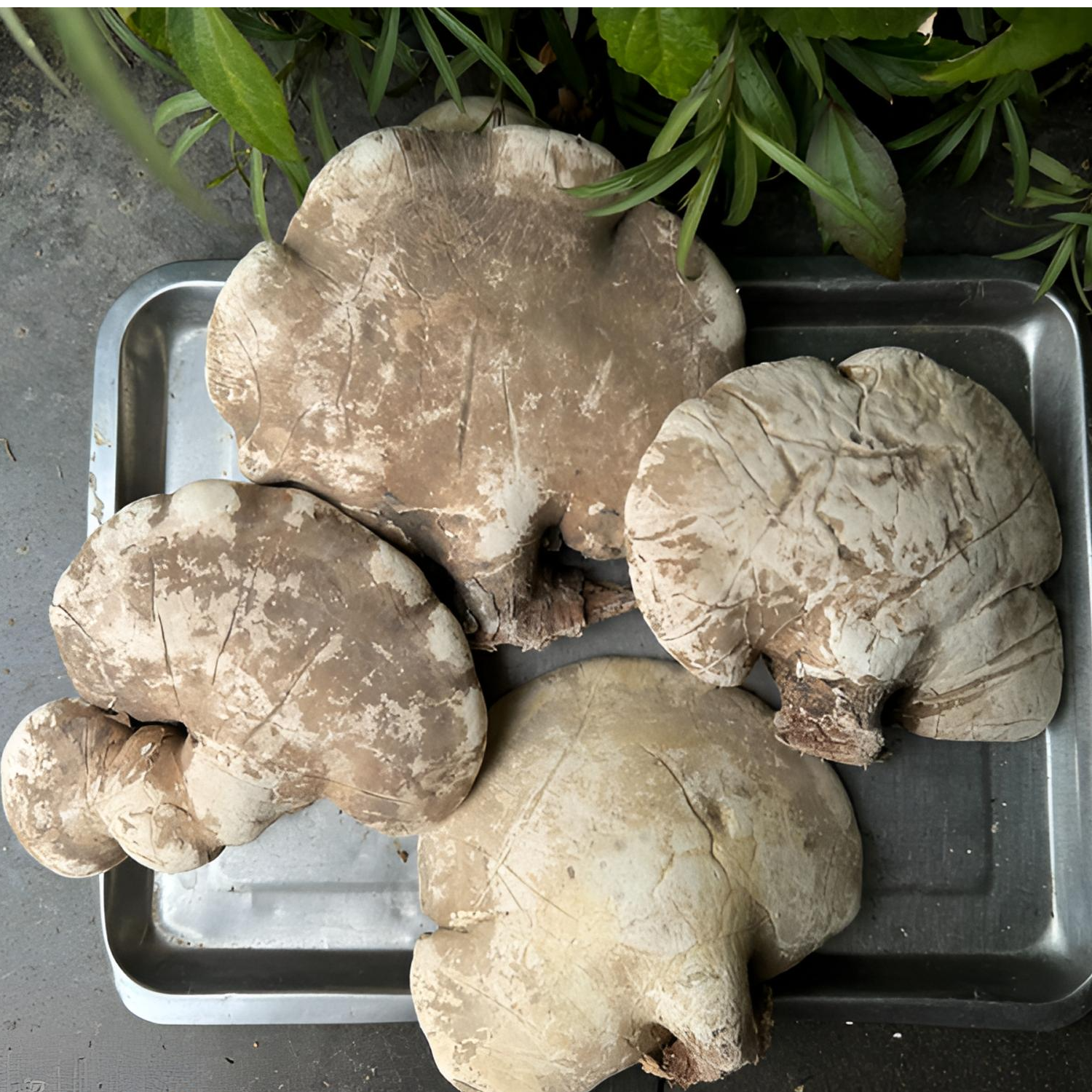 长白山白灵芝 野生白树舌灵芝多年生本草