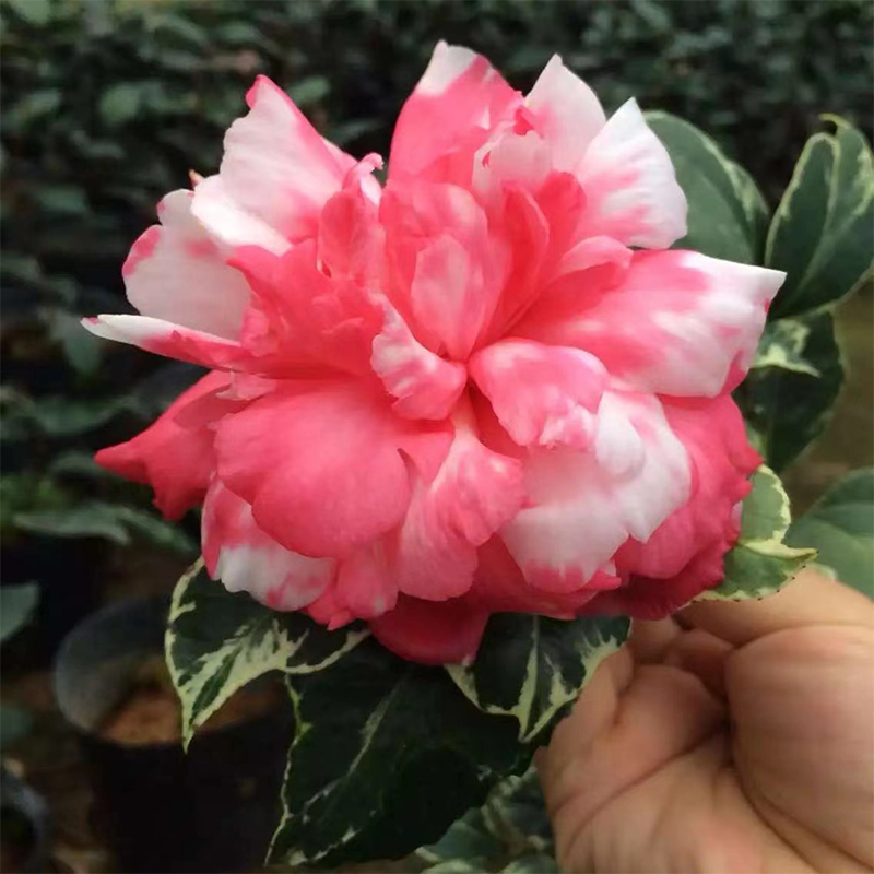 山茶花弁天神乐稀有名贵斑叶子四季常青耐寒耐热阳台盆栽叶艺型花