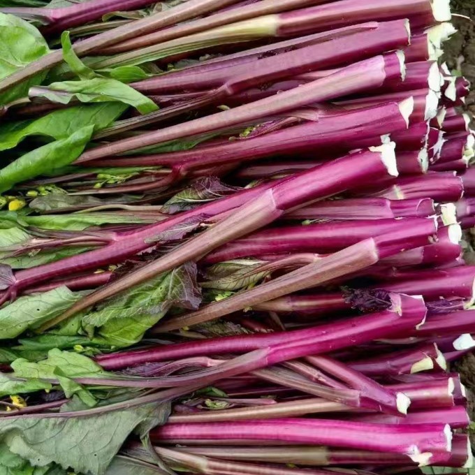 湖北特产餐桌上的美食农家种植现摘现发新红油菜苔包邮到家