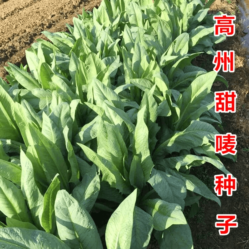 正宗高州唛菜种子八甲唛多枝多芽甜麦菜种籽美人剑苦麻菜蔬菜种孑