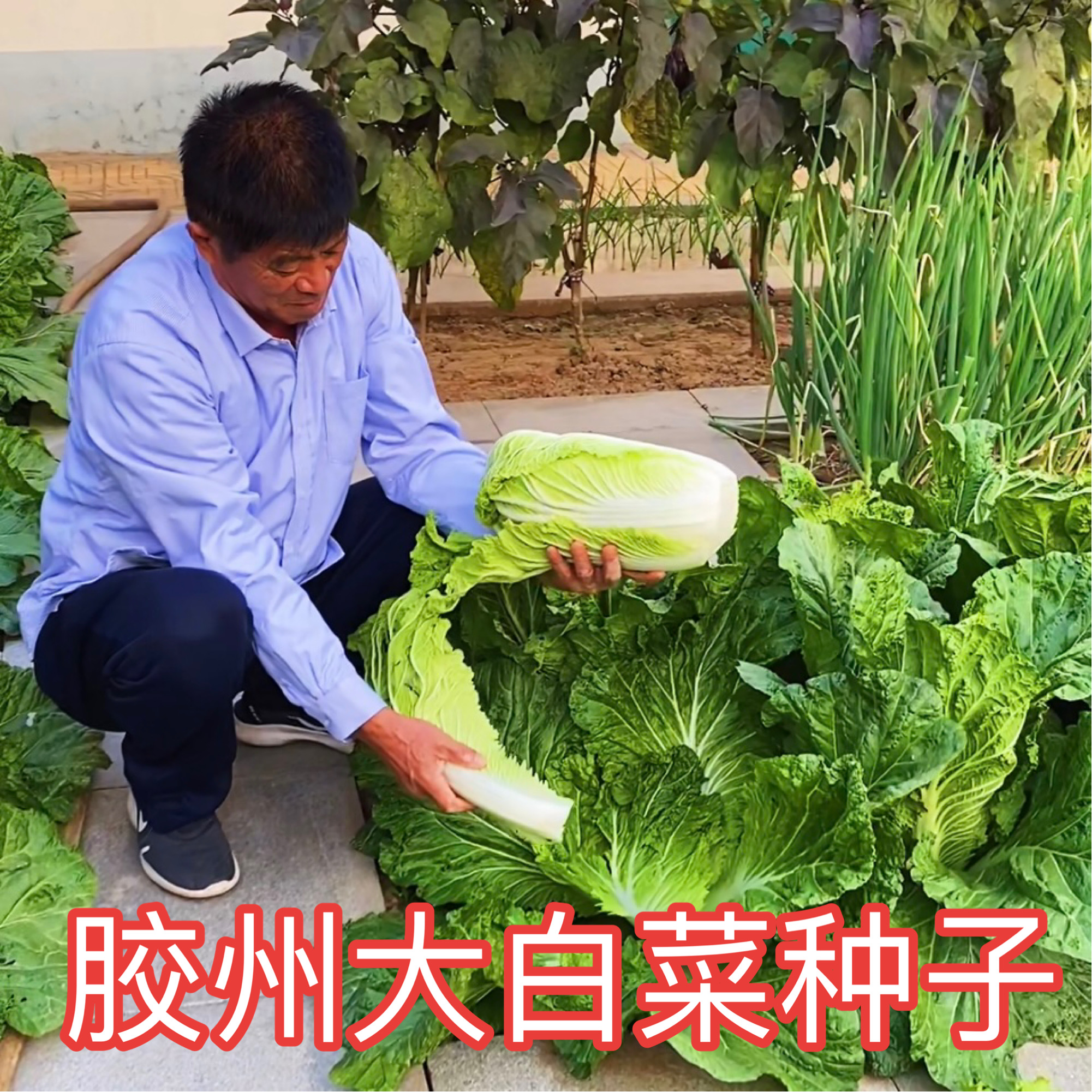 【胶州大白菜种子】秋播白菜种子脆甜无丝白菜种子