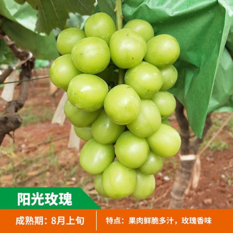 葡萄苗 葡萄树苗阳光玫瑰葡萄树苗大爬藤北方地栽无籽葡萄苗盆栽