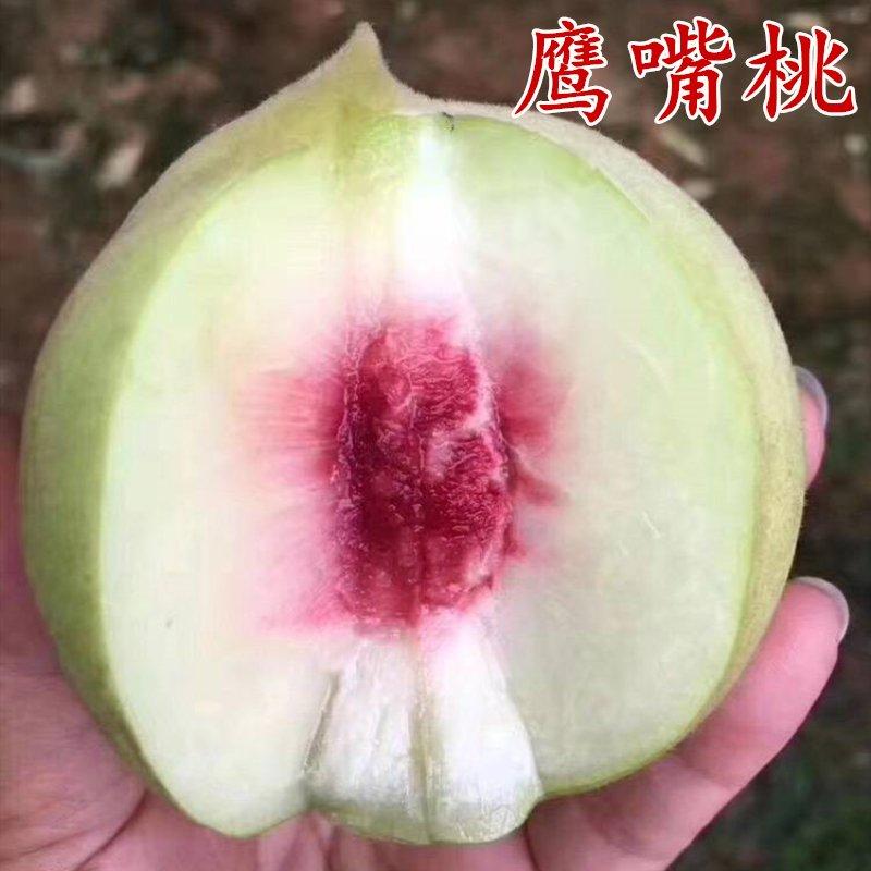 嫁接桃树苗【 鹰嘴桃水蜜桃】桃子树苗当年结果树苗南北
