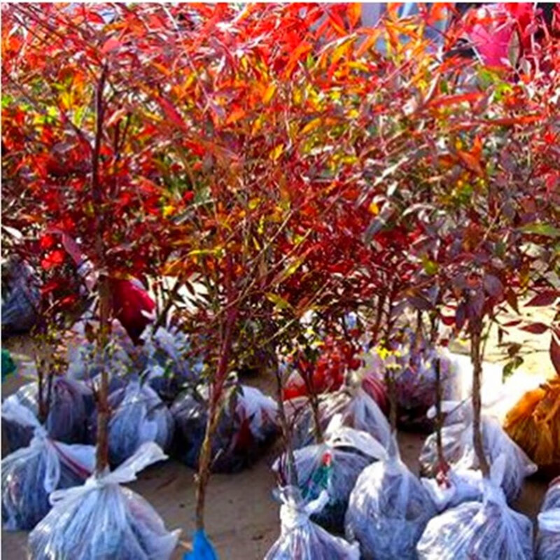 火焰南天竹树苗红天竹庭室外院花卉植物绿化苗木室内阳台观叶盆栽