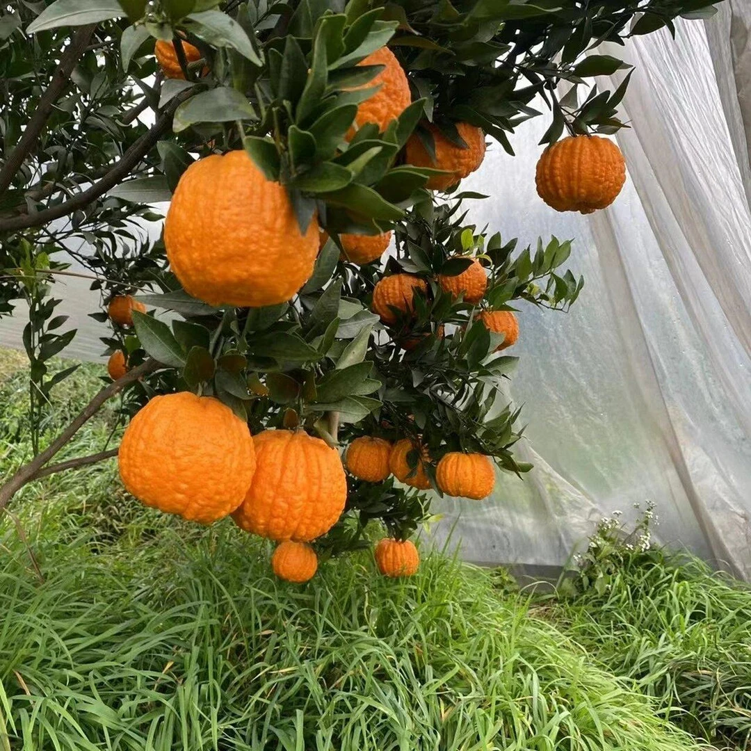 嫁接南瓜桔子树苗南瓜柑橘南瓜橘树苗灯笼种植盆栽地栽苗庭院种植