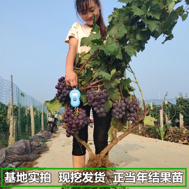 葡萄树苗无籽葡萄苗巨峰葡萄金手指葡萄适合南北方种植庭院果树苗