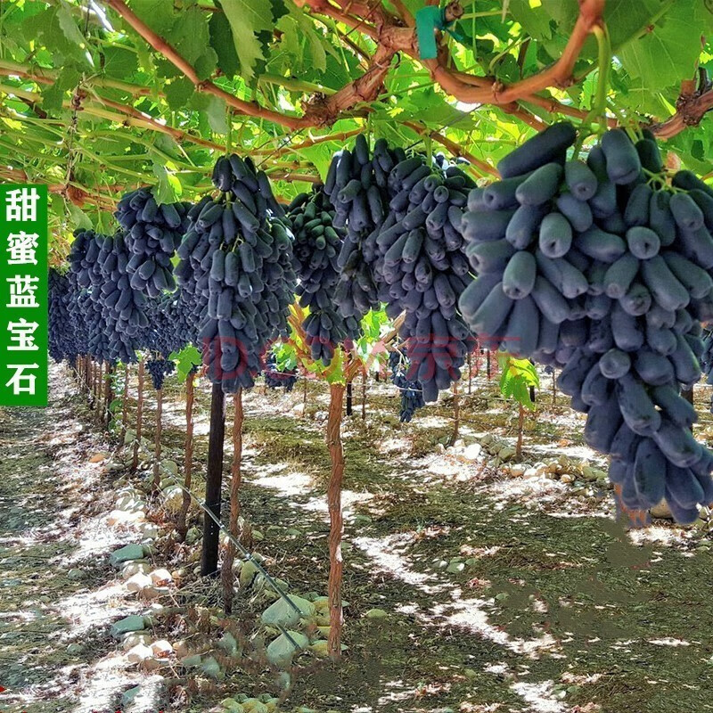 基地直销 葡萄苗蓝宝石葡萄树苗盆栽 庭院爬藤果树苗盆栽地栽葡萄