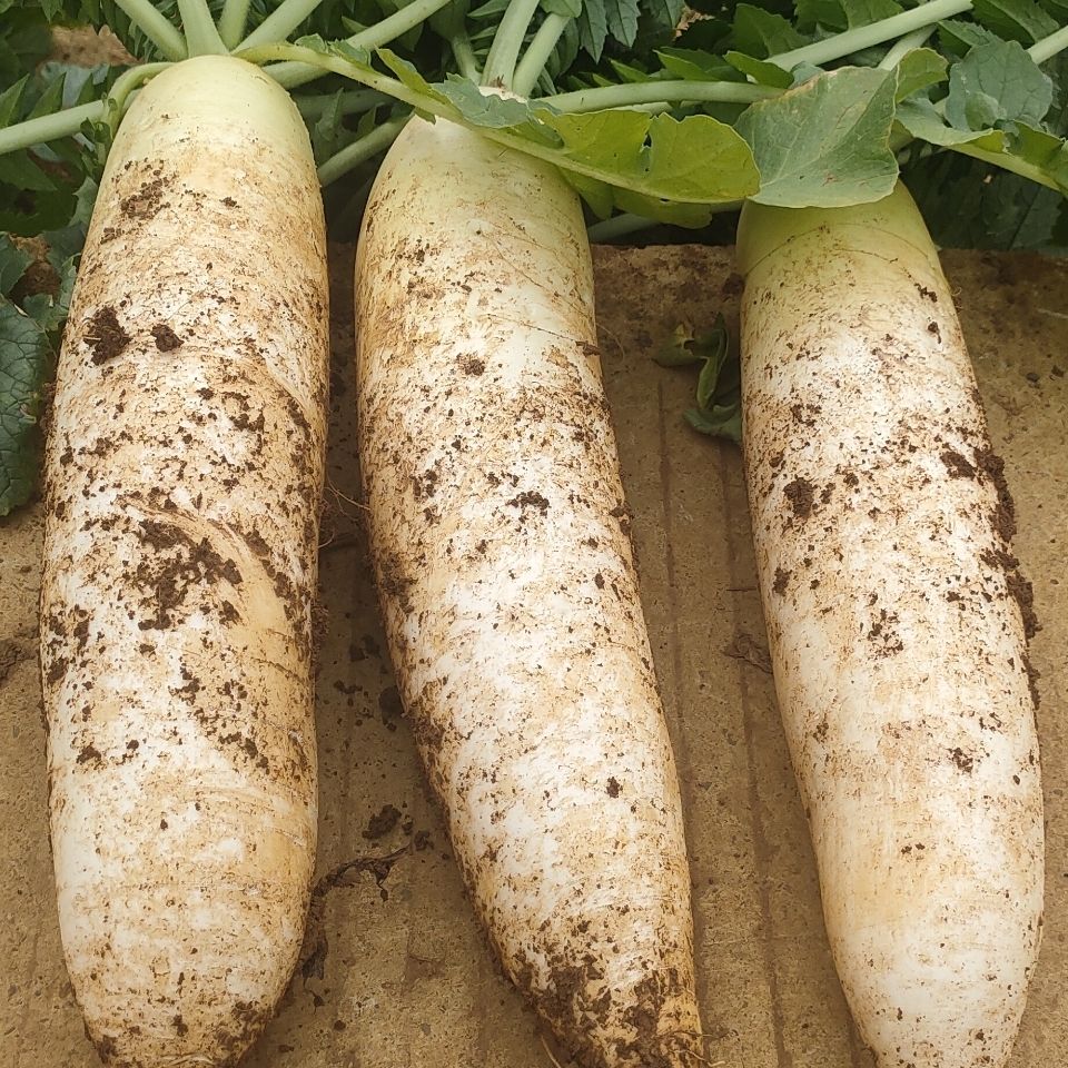 白萝卜贵州本地新鲜白萝卜秋冬季霜冻大白萝卜4斤包邮农产品