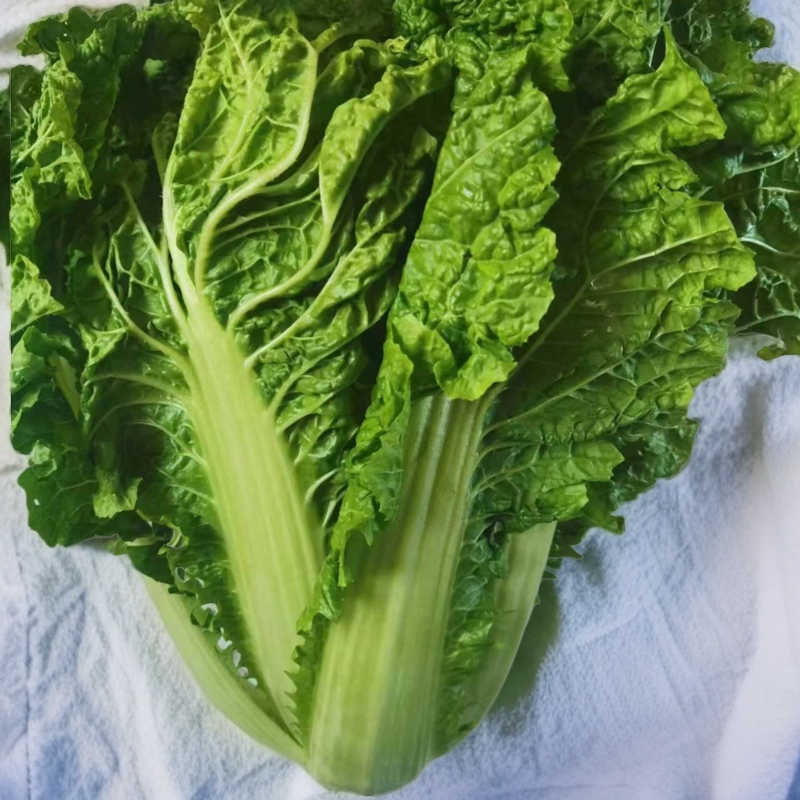 白菜贵州正宗本地农家自种露天蔬菜麻叶白菜食用现摘现发2斤包邮