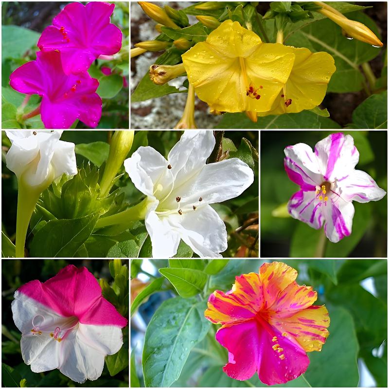 紫茉莉花种子混色茉莉花地雷花种子阳台易种盆栽五彩香茉莉花种子