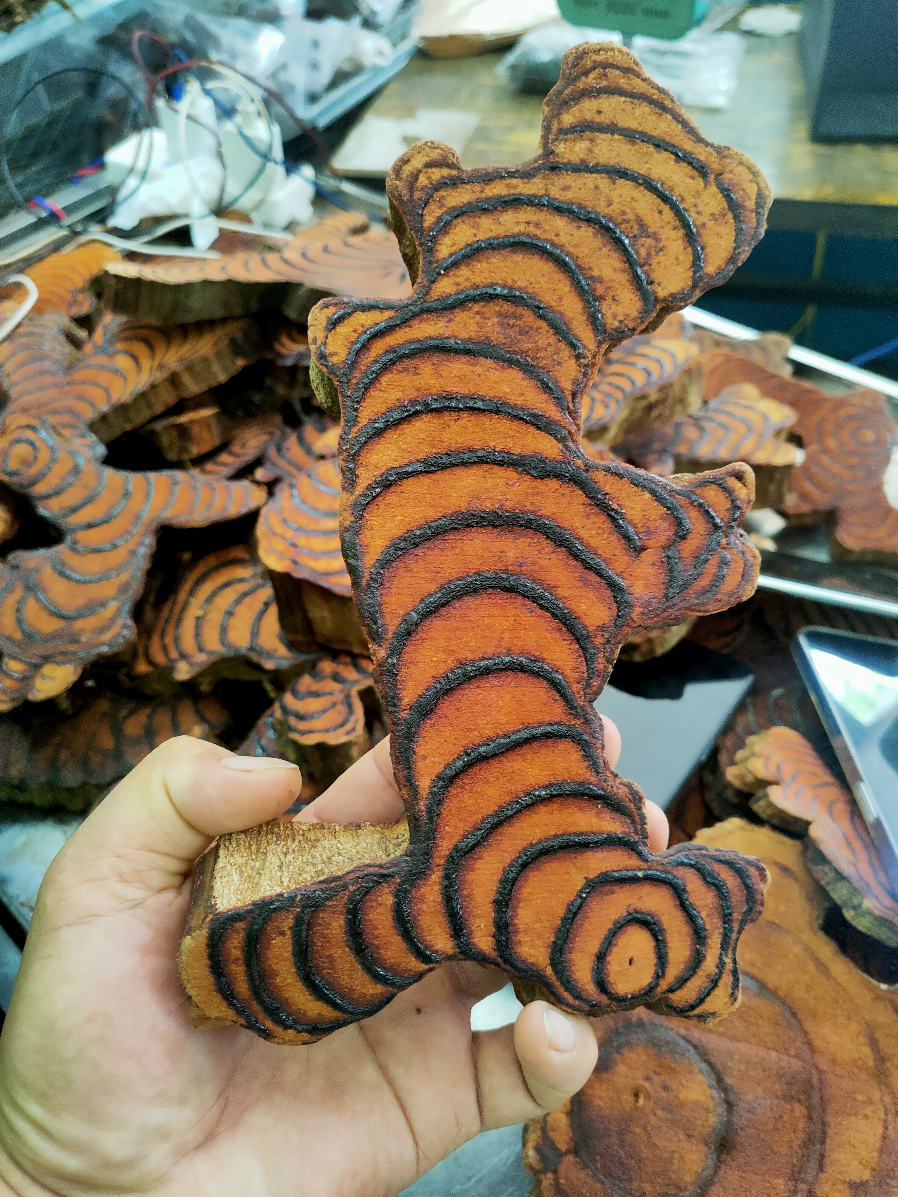 广西十万大山百年千年野生鸡血藤