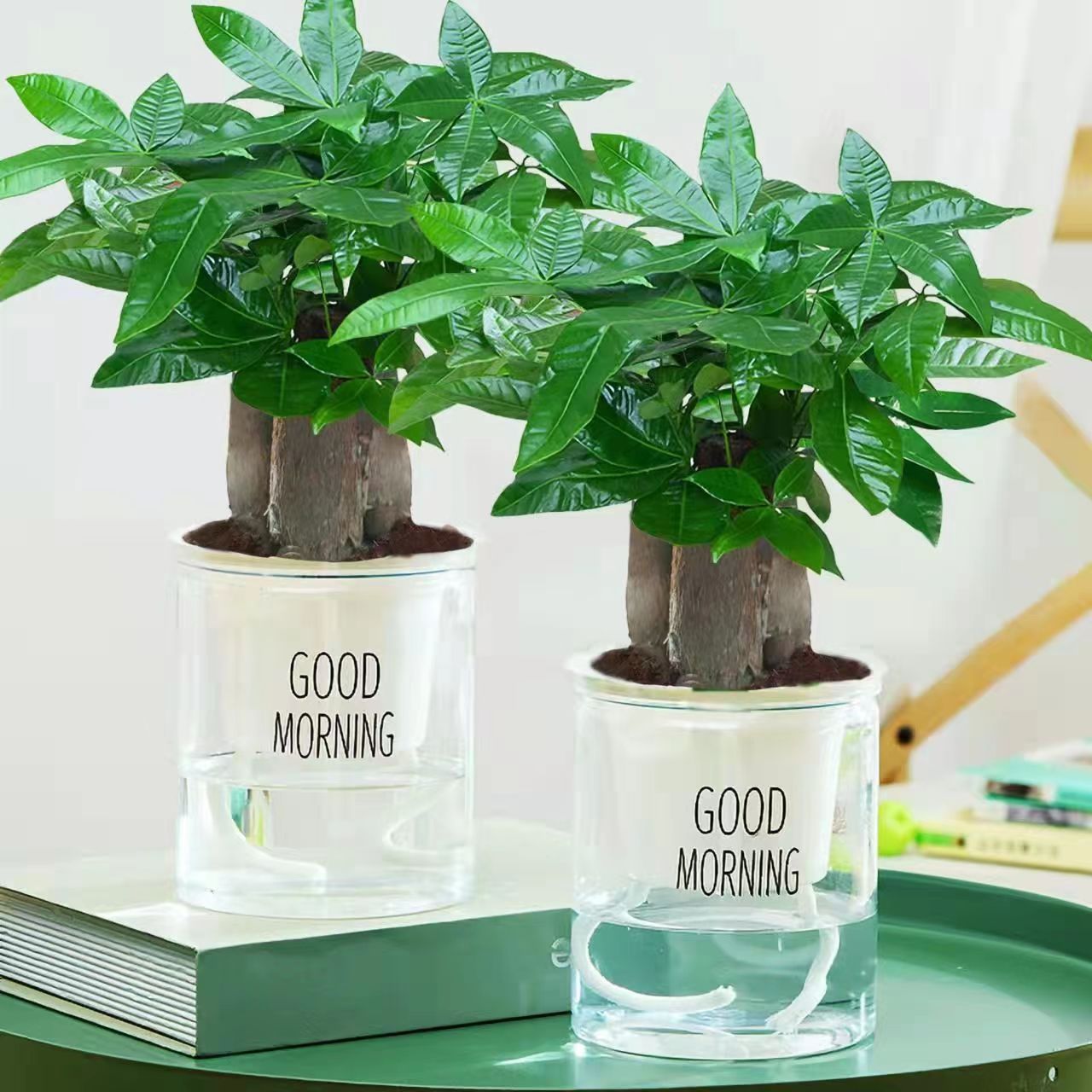 发财树盆栽三杆发财树单杆发财树室内办公绿植招财耐旱大棵植物