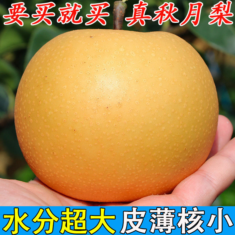 正宗山东秋月梨大果新鲜水果当季新鲜整箱脆甜新鲜现摘脆甜多汁