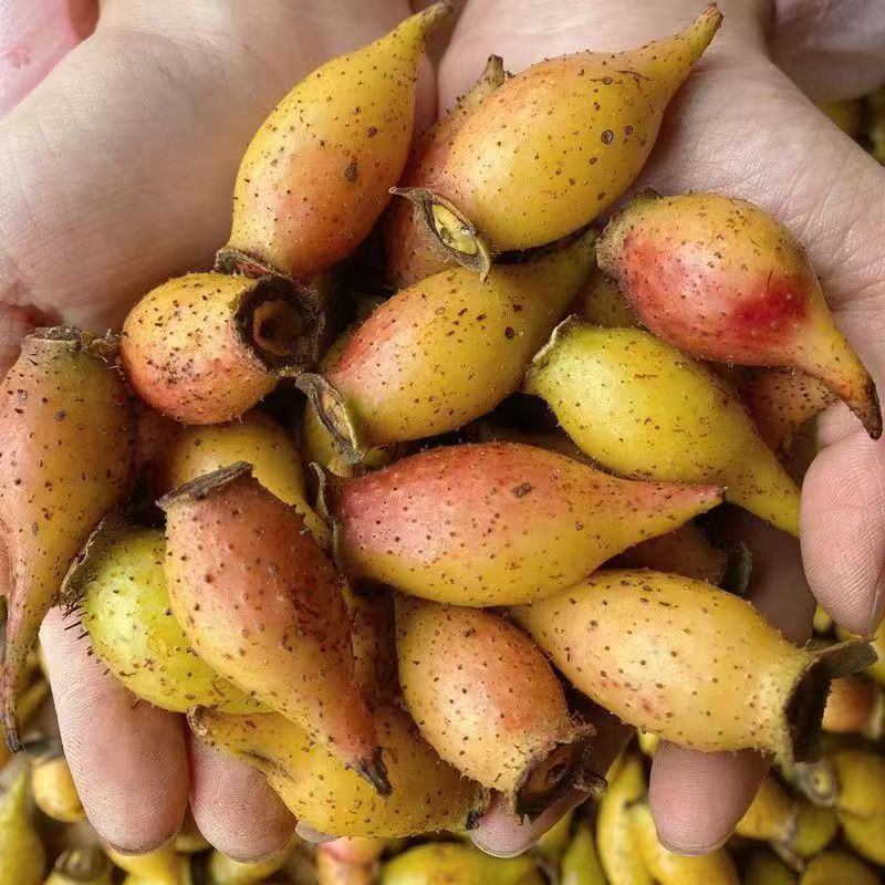 【贵州山货】野生正品金樱子【青果】初级农产品