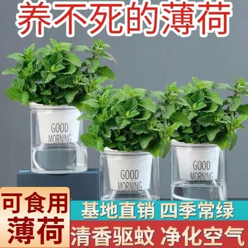 【驱蚊驱虫】可食用提神薄荷盆栽卧室阳台桌摆好养驱蚊净空气绿植