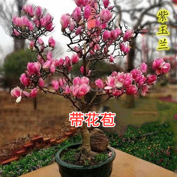 新品矮化盆栽地栽玉兰树苗耐寒盆景四季开花花卉绿植包活花卉春季