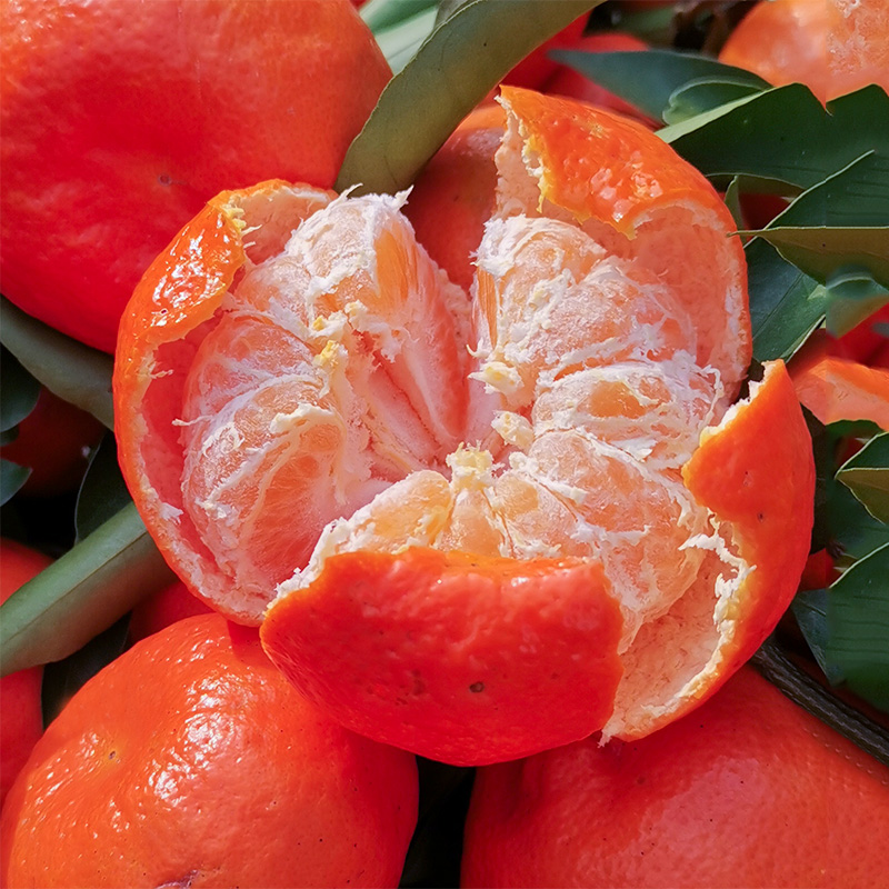 万州古红桔四川红橘大红袍桔子新鲜水果整箱5/10斤柑子陈皮橘子