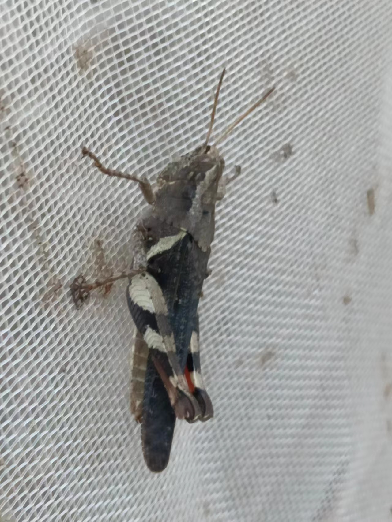 野生大只，花腿母，500克一斤，高营养高蛋白质，斗鸟画眉鸟，其它鸟食