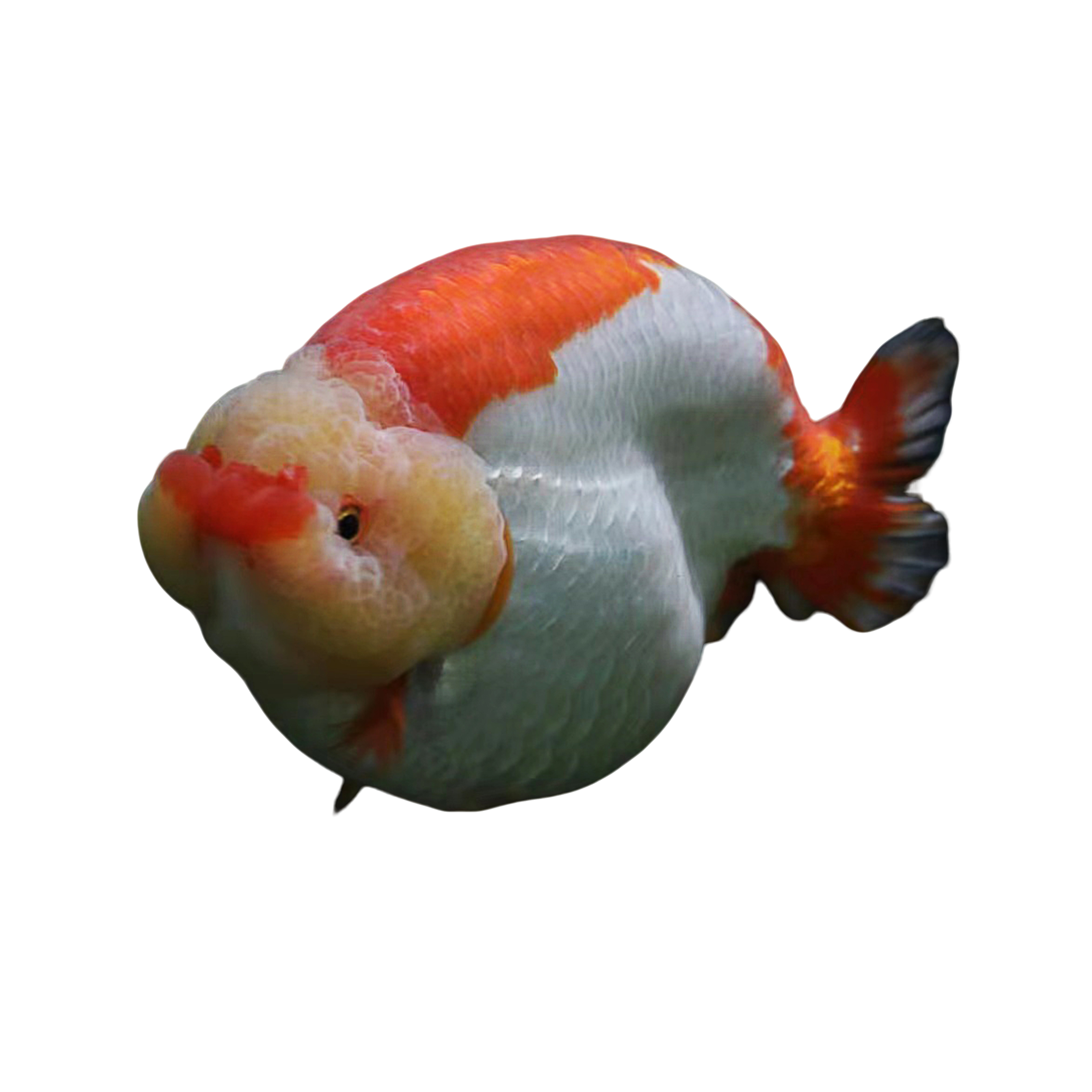 兰寿 泰狮 玛丽 观赏鱼活体  红白，兔子，花寿等