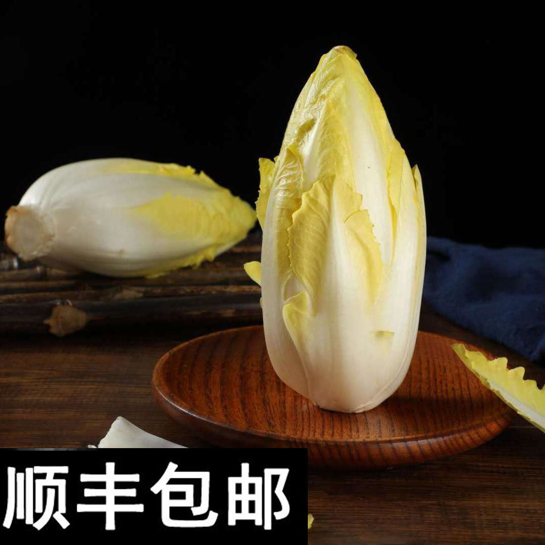 无土栽培金玉兰菜新鲜菊苣菜水培芽球菊苣玉兰凉拌蔬菜顺丰包邮