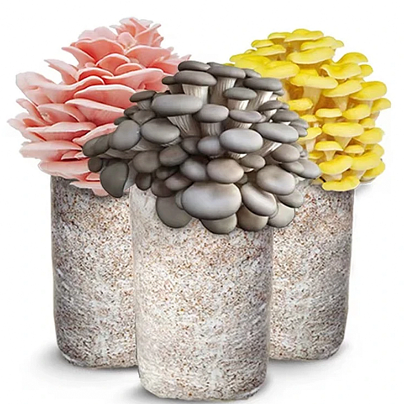 【买1发3大包】菌包好养喷水就长蘑菇菌包食用菌菌棒平菇菌菇种植包