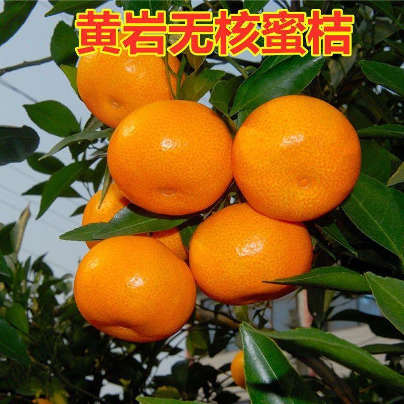 黄岩无核蜜桔苗嫁接桔子树苗甜橘子黄岩蜜桔果树苗当年结果树正宗