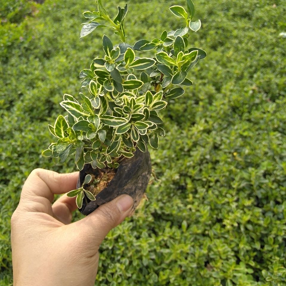 提根金边六月雪盆景造型绿植盆栽花卉盆栽室内会开花的耐寒植物