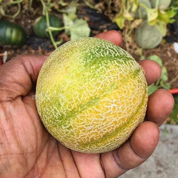 kuhun uruk新疆盆栽地栽甜瓜 老汉瓜 种子