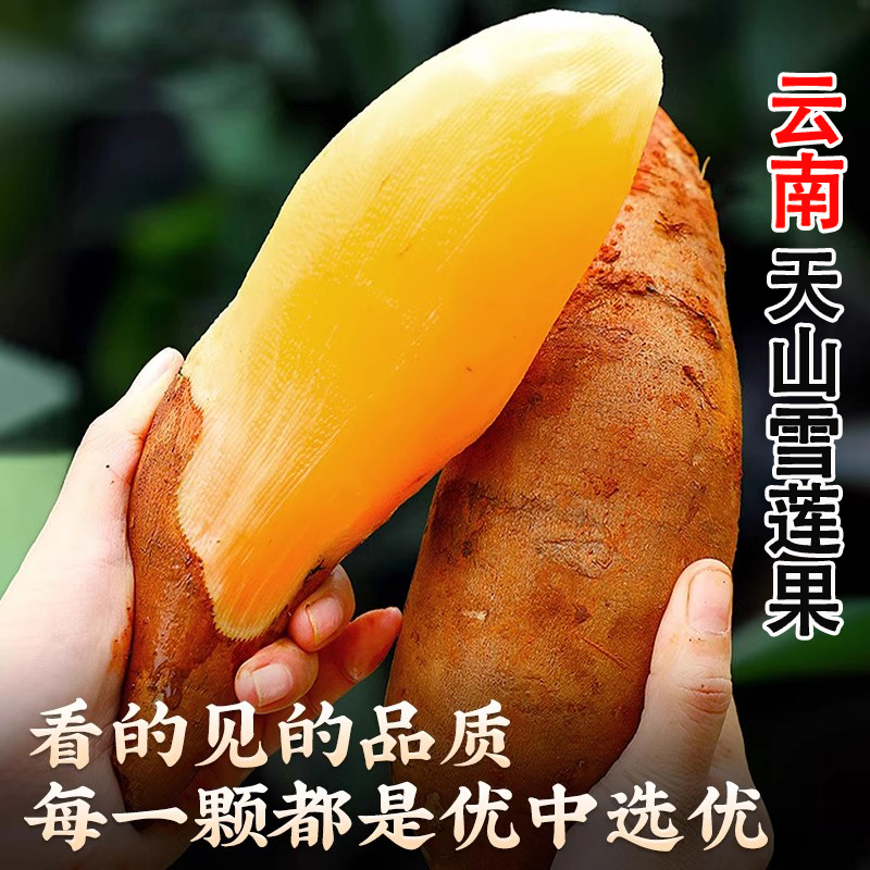 云南天山雪莲果新鲜水果当季产地现挖现发黄肉黄心脆甜高山雪连果