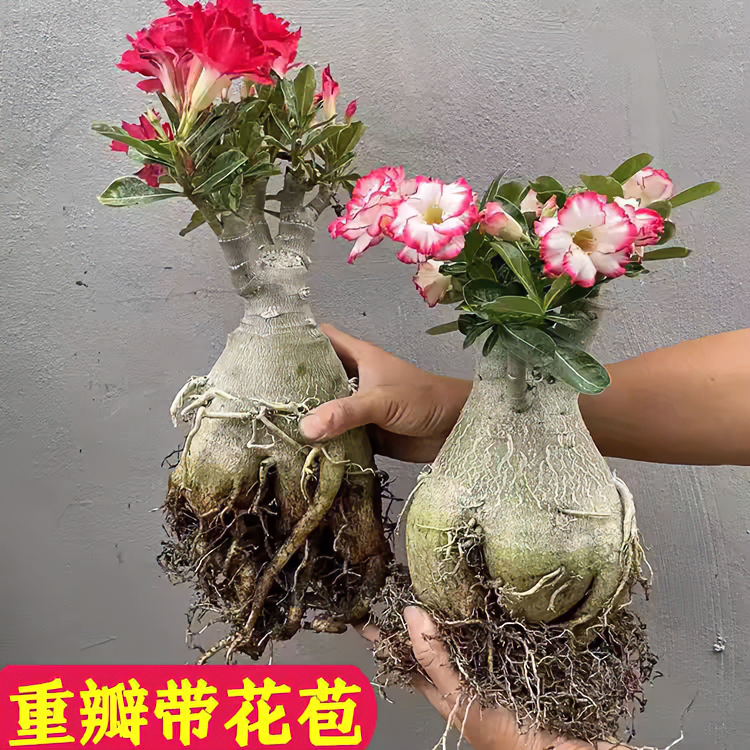 [官方推荐]沙漠玫瑰基地精选盆栽嫁接重瓣喜阳耐旱当年开花懒人花