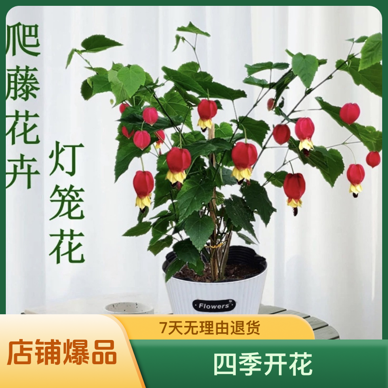 灯笼花盆栽藤本爬藤好养耐阴花卉植物蔓性风铃花颜值庭院四季开花
