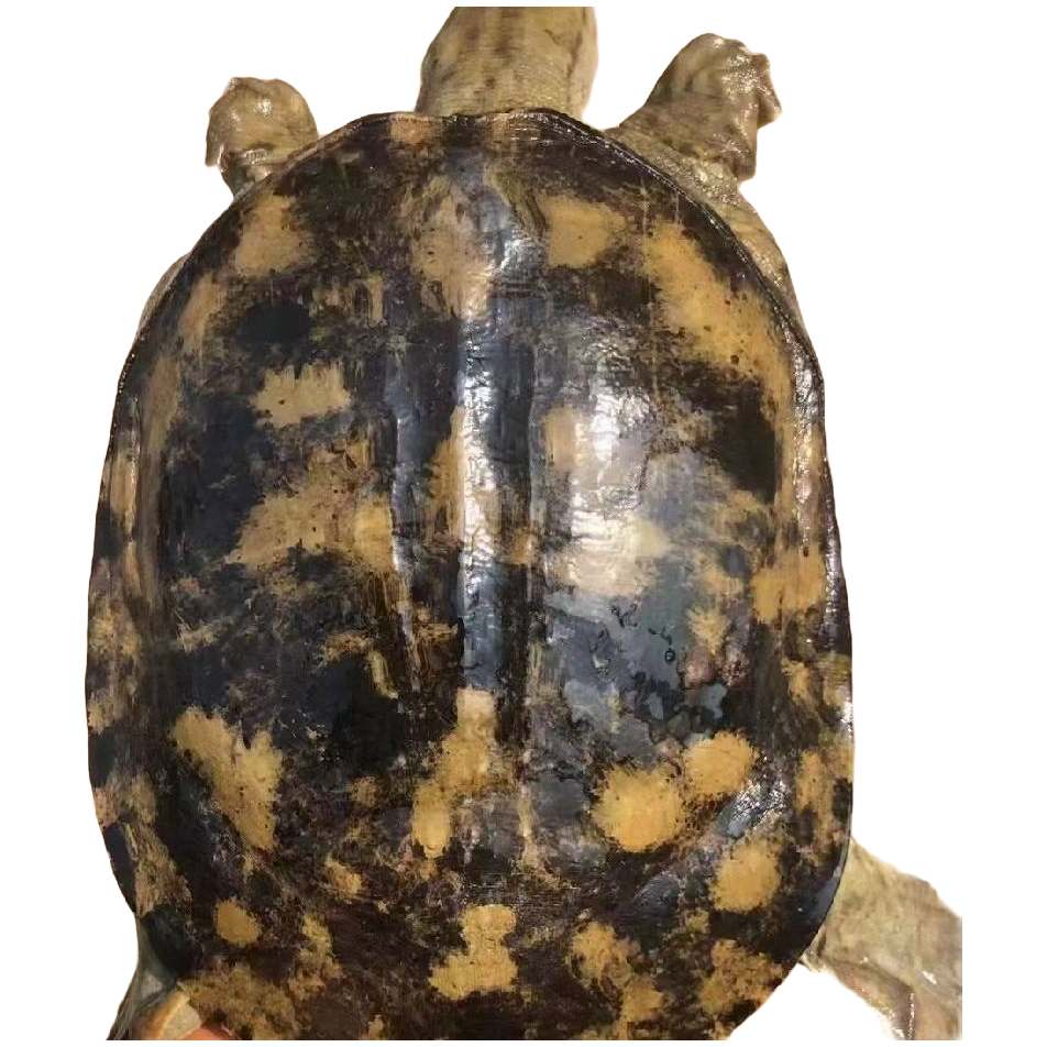 正宗湖北精品土甲鱼水鱼老鳖团鱼 包活 按斤计费两只顺丰包邮