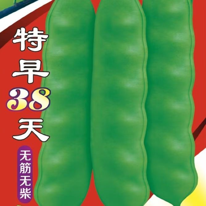 特早38天豆角种子高产油豆角商品性佳豆角籽种蔬菜种子