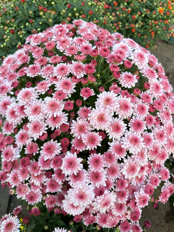 （大灌肤加仑盆）千头菊盆栽草莓甜心耐寒耐热多年生