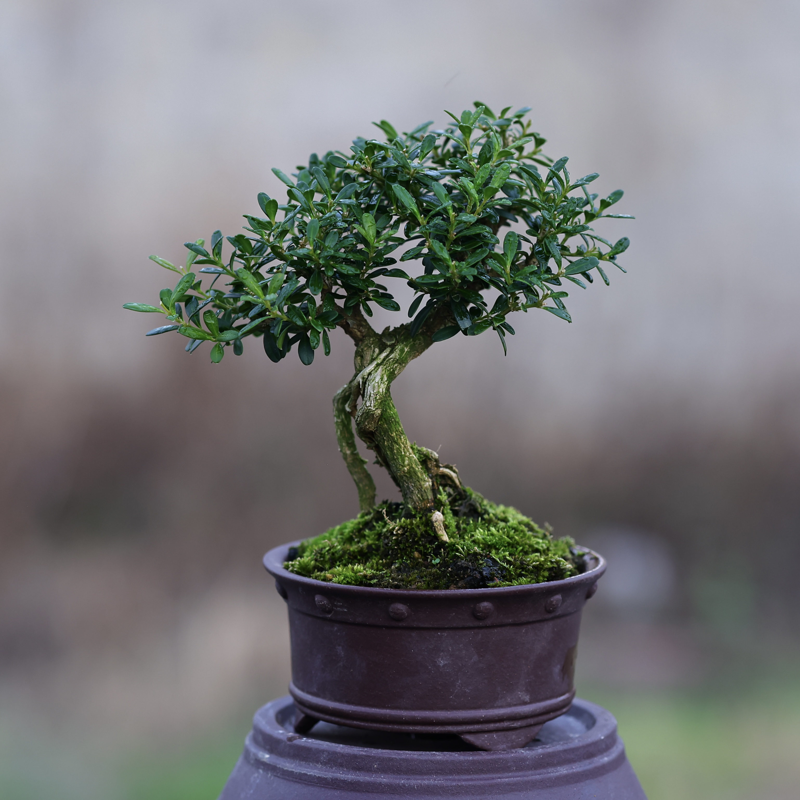 [吾珠]精品贵州小盆景.贵米黄杨米叶黄杨龙里珍珠黄杨.熟桩