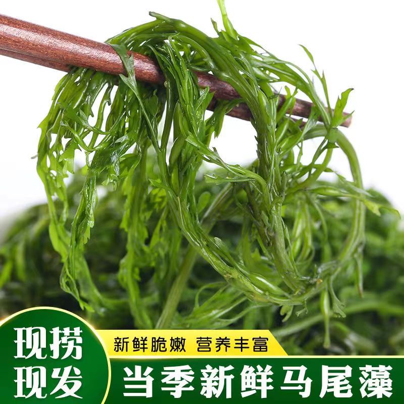 马尾藻 鞭炮笋 250g独立包装新鲜盐渍海藻 长寿菜 涮火锅凉拌RD