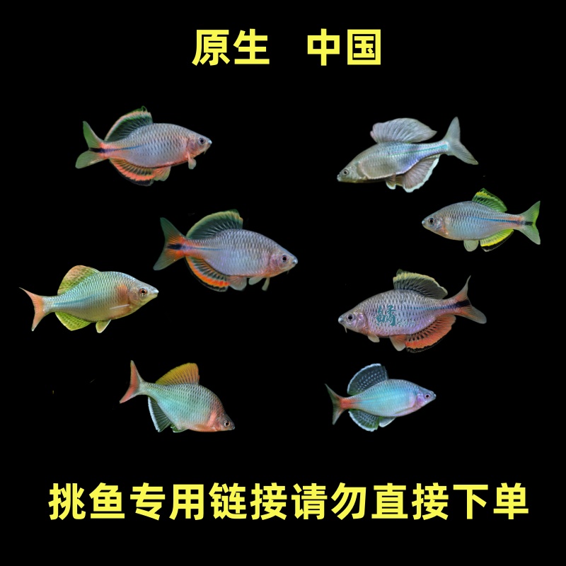 挑鱼专用  原生鱼鳑鲏鱼直播间挑鱼专用链接饲养饲养混养