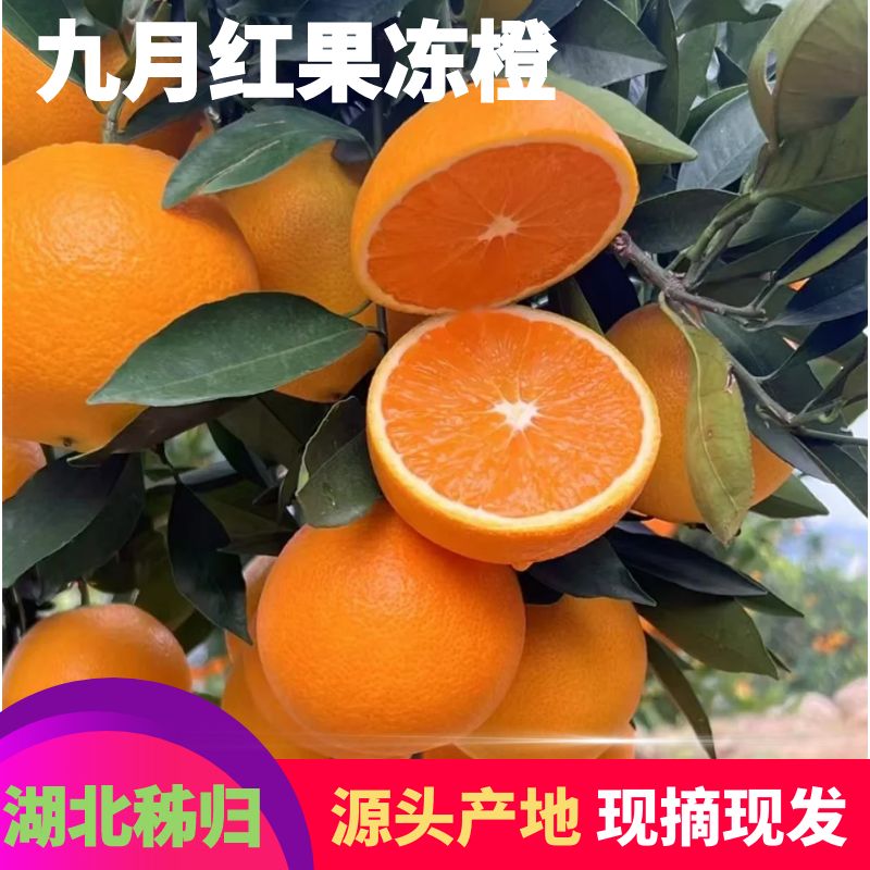 橙子秭归九月红果冻橙现摘新鲜早红爆汁橙应季酸甜多汁水果