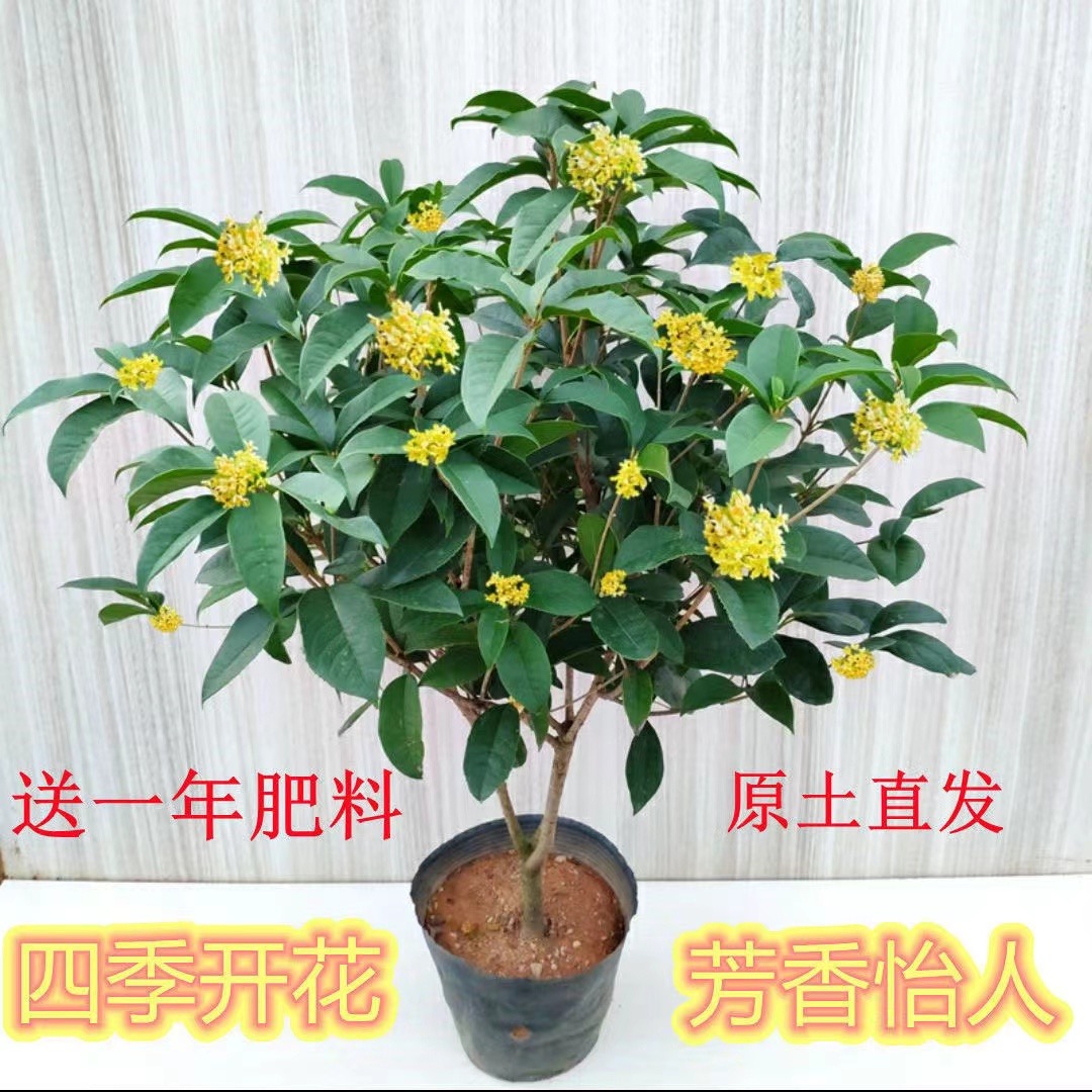 四季桂花树月月桂（六年苗）开花带香味阳台庭院室内外好养花卉绿植