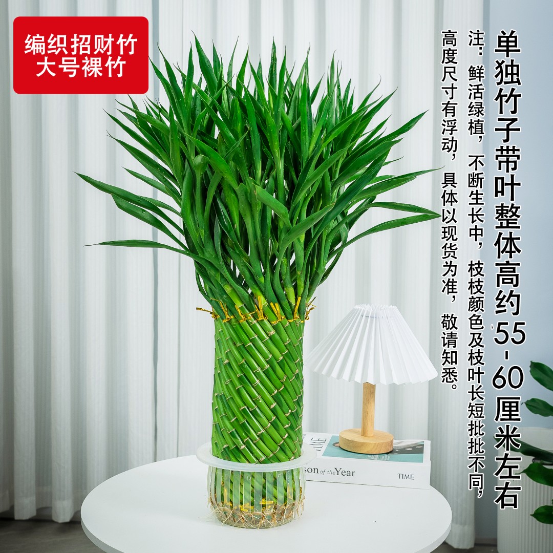 开业编织发财竹水养鲜活水培竹摆放客厅办公室富贵竹带根水培绿植