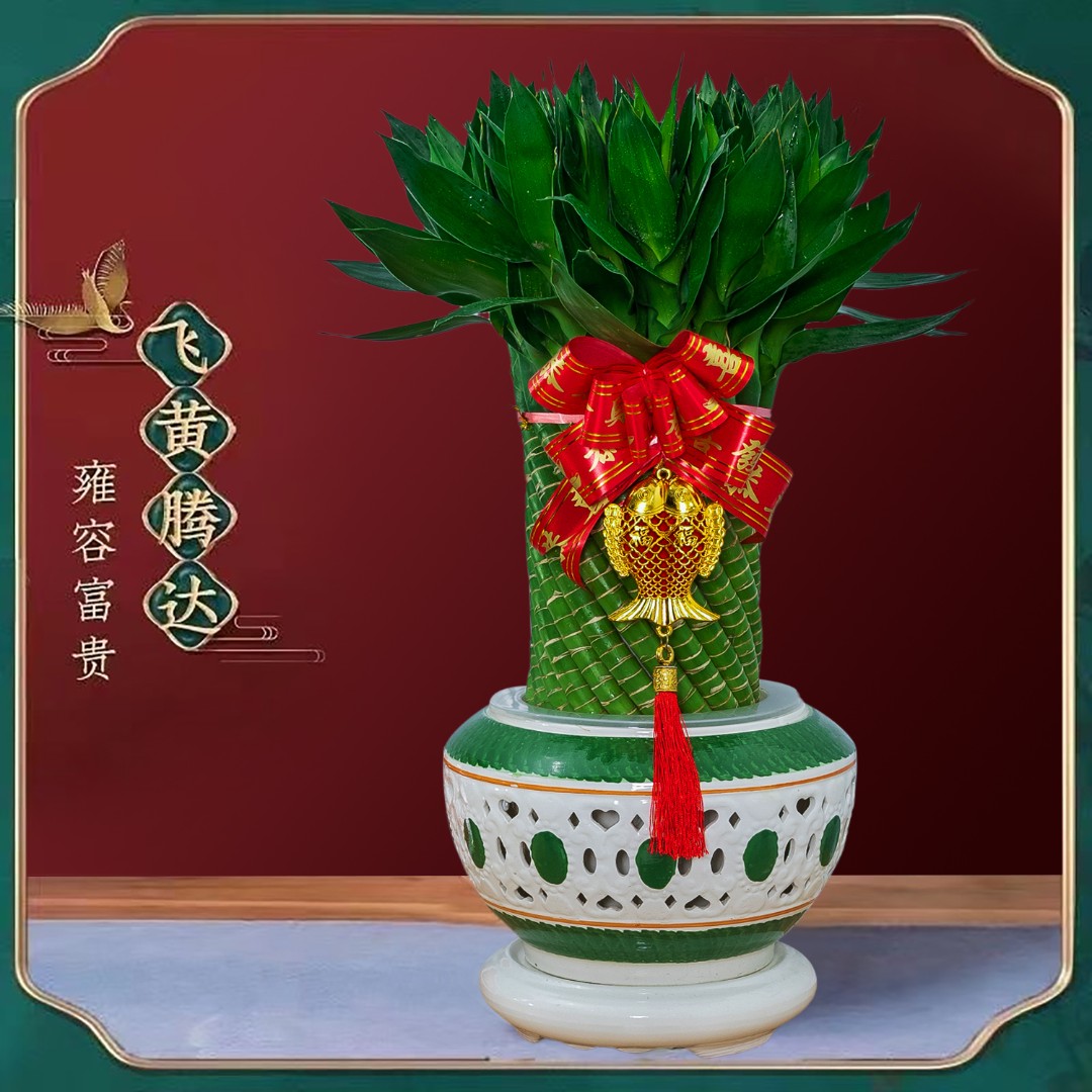 编织水培绿植搬家开业元宝竹富贵竹发货办公室绿植大叶大盆栽植物