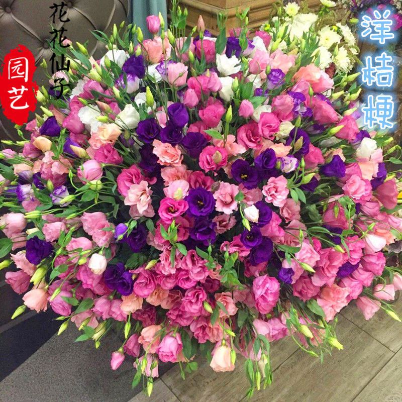 洋桔梗种子重瓣混色多年生四季种阳台庭院盆栽室外花卉植物