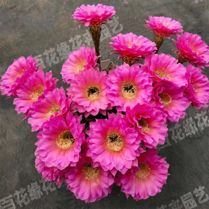 自根浓桃筋席克氏彩草开花仙人球仙人掌盆栽花卉绿植多肉植物