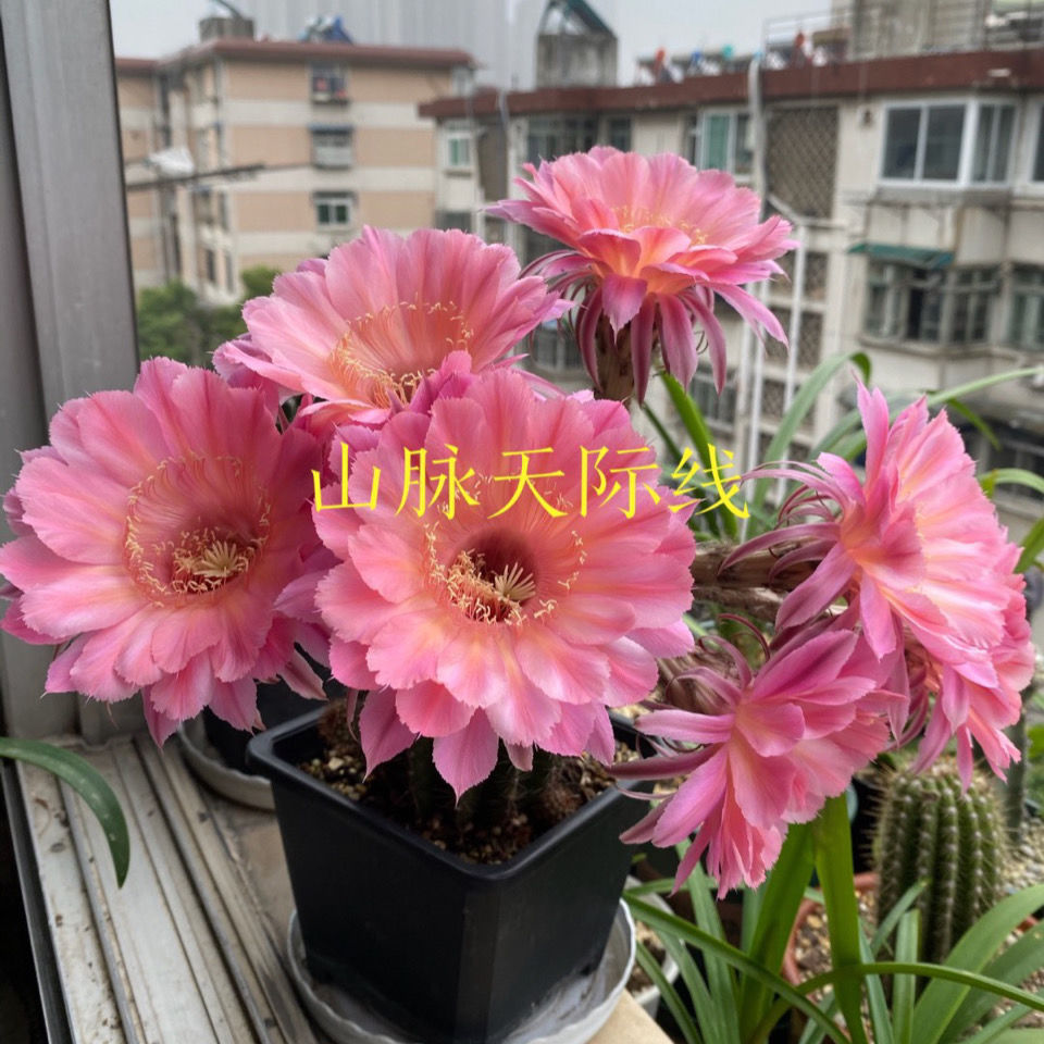 【山脉天际线】席克氏自根稀有品种仙人掌开花仙人球多肉植物