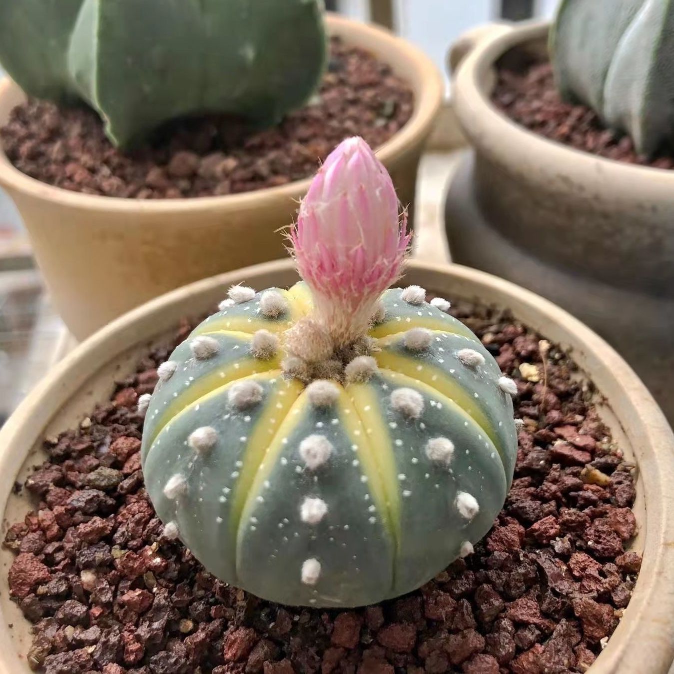 黄金兜仙人球实生星兜锦会开花仙人球多肉植物四季好养仙人掌盆栽