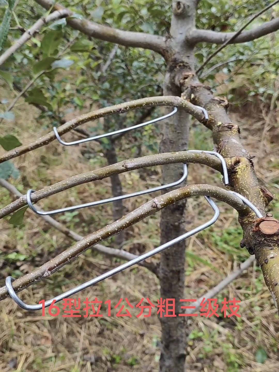 改进12和16型拉枝器拉侧枝背上枝拉枝果树拉枝定型开角神器钢丝钩