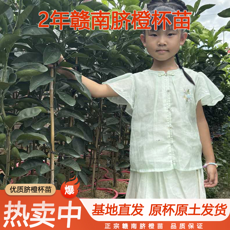 2年3年赣南脐橙苗纽荷尔黄肉卡拉血橙红心苗黄心脐橙杯苗