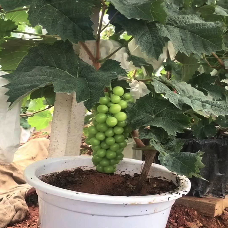 正宗阳光玫瑰葡萄苗阳光十三无核葡萄树苗庭院爬藤北方耐寒果树苗