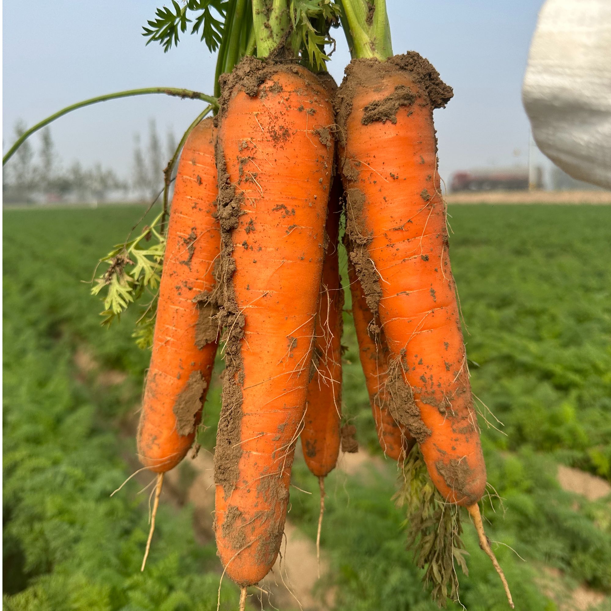 【绿色蔬菜】沙地新鲜胡萝卜农家自种辅食时令现挖新鲜带泥胡萝卜